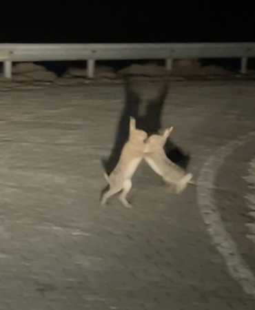 Anlaşamayan tavşanlar birbirine girdi