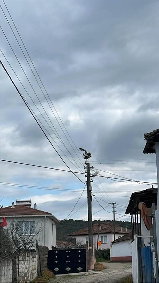 Gönen Dereköy’de leylek yapay yuvayı reddetti, eski yerine dönmek istiyor