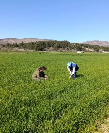 Bilecik’te buğday ekili alanlar denetlendi