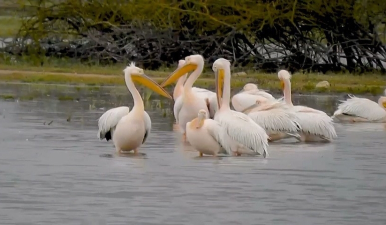 Göç eden pelikanlar Bursa’da mola verdi