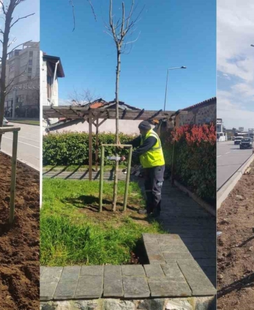 Bursa’nın 700 yıllık mirası 700 çınarla kök salıyor