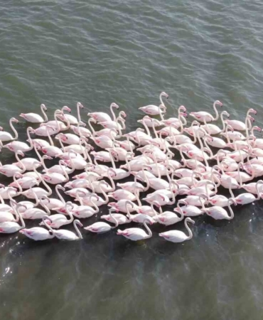 İzmit Körfezi’nde çamur gitti, allı turnaların sayısı ikiye katlandı