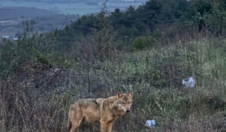 Bilecik’te insanlardan kaçmayan kurt