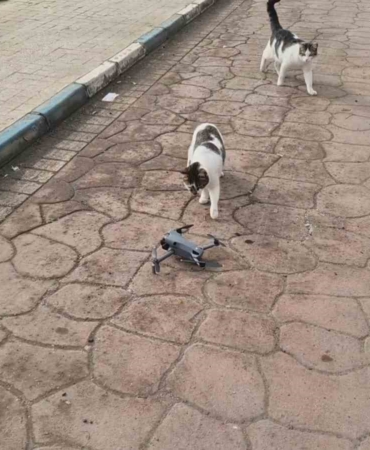 Kediler dronu fare sandı, ortaya renkli görüntüler çıktı