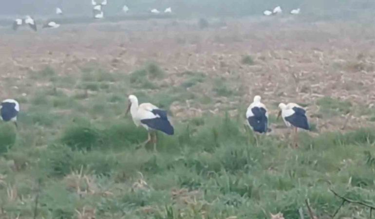 Baharın müjdecisi leylekler: Yüzlercesi aynı anda konakladı