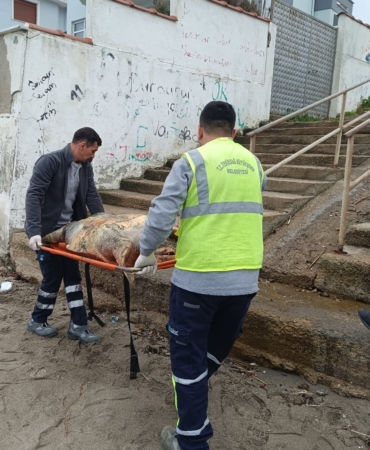 Tekirdağ sahiline ölü caretta caretta vurdu