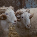 Türkiye’nin en değerli koçları rekor fiyatlara satılıyor