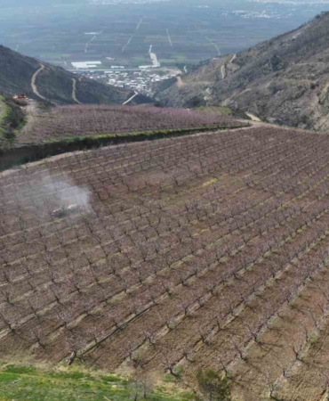 Siyahların ardında açan pembe şeftali çiçekleri