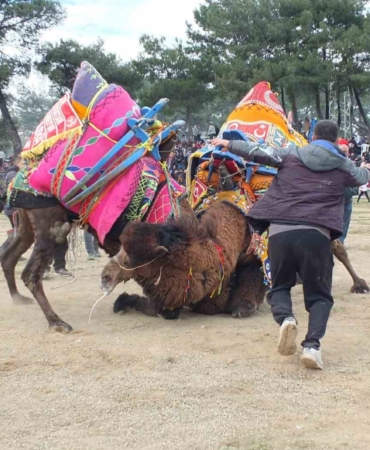 Güreşçi develer, bir yıl sonra sahalara geri döndü