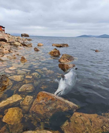 Kınalıada Sahili’nde üzücü görüntü: Ölü yunus kıyıya vurdu