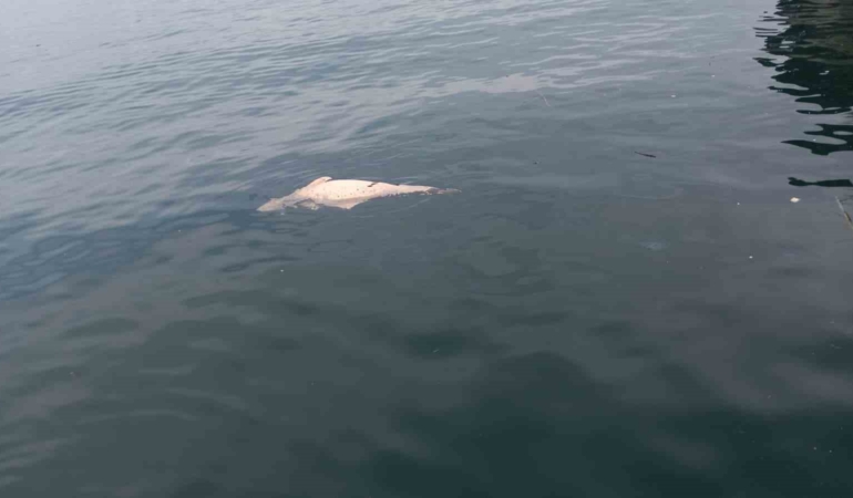 Kocaeli’de kıyıya sürüklenen ölü yunus görüntülendi