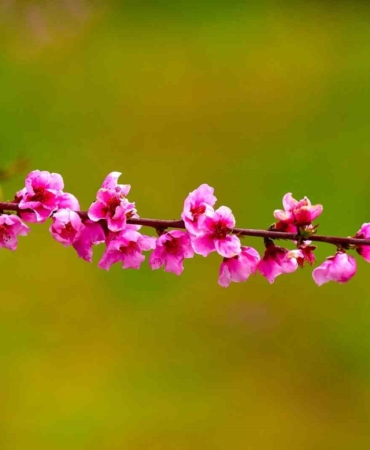 İznik Ovası’nda bahar şöleni : Şeftali bahçeleri kartpostallık görüntüler oluşturdu