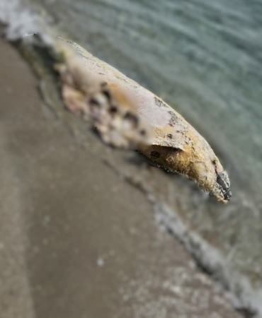 Tekirdağ’da yunus ölüsü bulundu