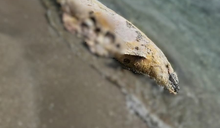 Tekirdağ’da yunus ölüsü bulundu