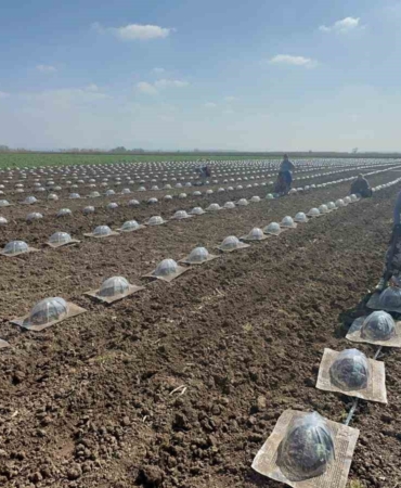 Karacabey Ovası’nda turfanda karpuz ekimi başladı