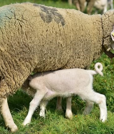 Üniversitenin yavru kuzuları anaları ile buluştu