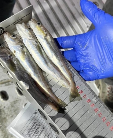 Kırklareli’nde su ürünleri nakil araçlarına sıkı denetim