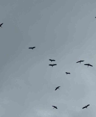 "Bolluk" müjdecisi leylek sürüsü Bursa semalarında görüldü