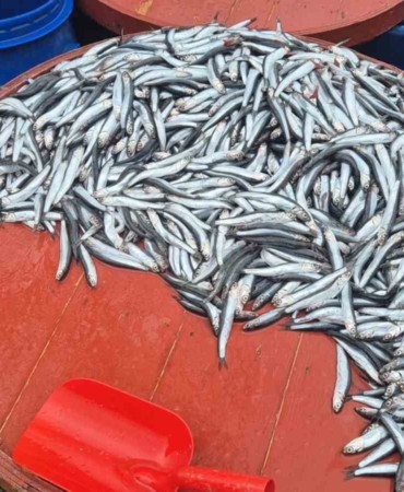 Pazarda hamsinin kilosu 200 liraya çıktı