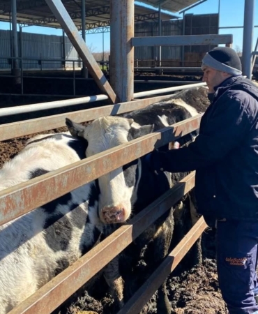 Trakya’da şap alarmına karşı sahadalar: Büyükbaş hayvanlara aşılama sürüyor