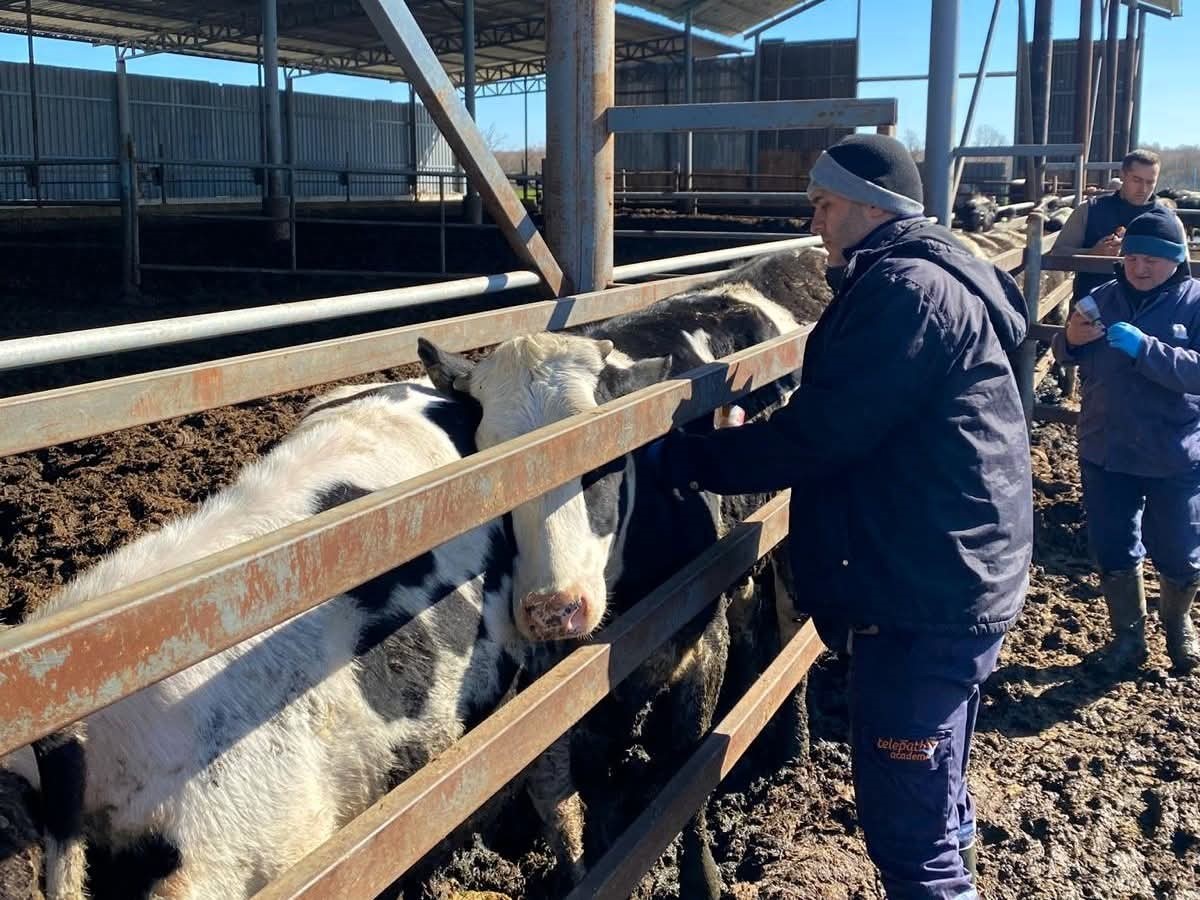 Trakya’da şap alarmına karşı sahadalar: Büyükbaş hayvanlara aşılama sürüyor