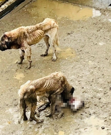 Bozüyük Belediyesi’ne ait barınakta aç kalan köpekler birbirini yedi