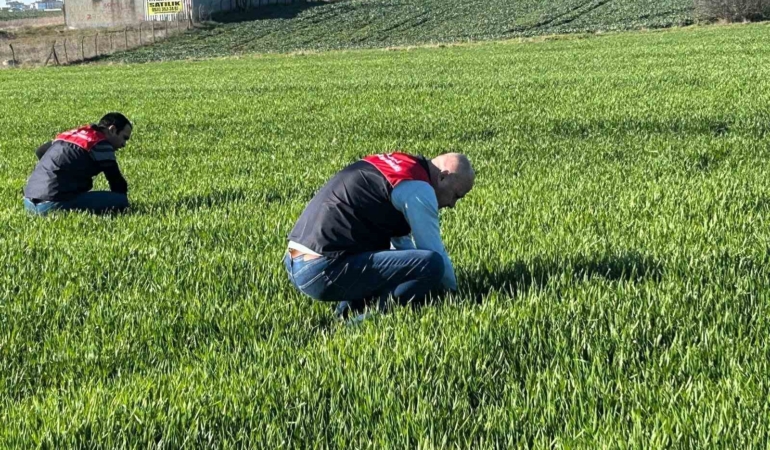 Kırklareli’de tarım arazilerinde denetim: Kanola ve hububat ekilişleri incelendi