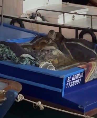 Aç kalan anne su samuru ve yavruları Gemlik’te tekneye sığındı