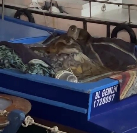 Aç kalan anne su samuru ve yavruları Gemlik’te tekneye sığındı