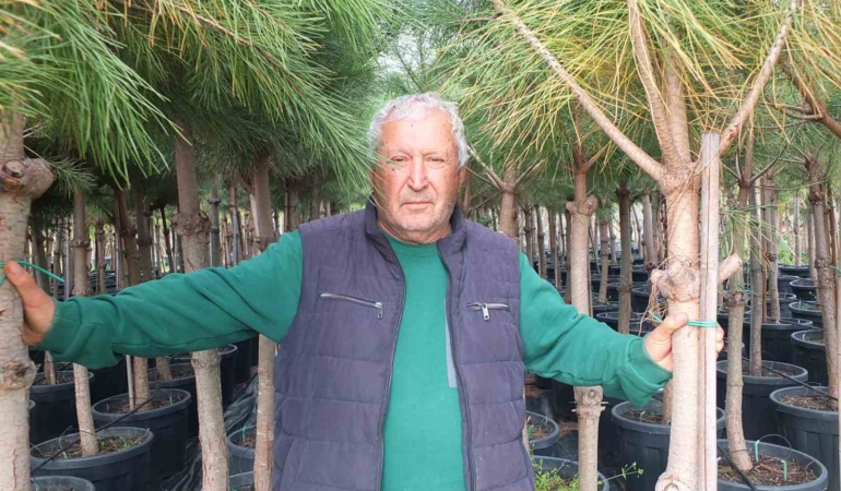 Burhaniye’de emekli banka müdürü, fıstık çamı yetiştiricisi oldu