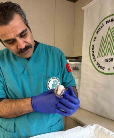 Balıkesir’de bitkin halde bulunan porsuk yavrusu koruma altına alındı