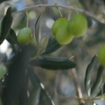 Zeytin halkalı leke hastalığına karşı üreticilere uyarı