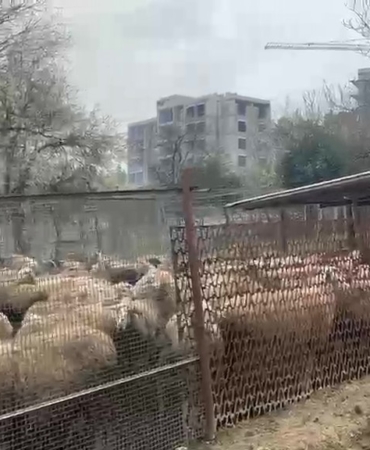 Ahırda çıkan yangında çok sayıda hayvan telef oldu