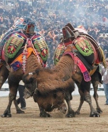 Balıkesir’de deve güreşlerinin önü açıldı
