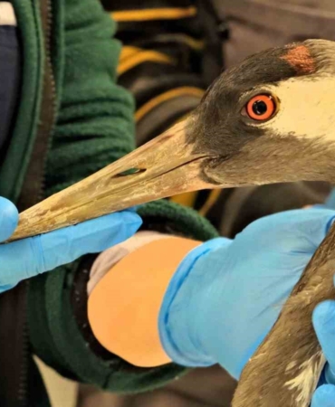Göç yolunda yaralanan bayağı turnanın tedavisi Ormanya’da sürüyor