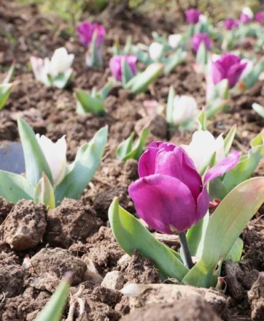 Osmangazi’nin her bir noktası çiçek açtı
