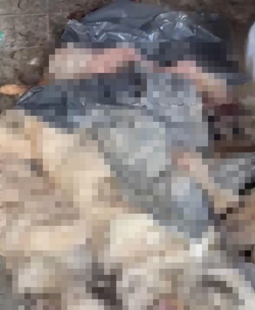 Bozüyük’teki barınak skandalına bir yenisi daha eklendi