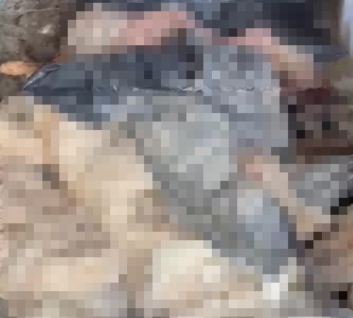 Bozüyük’teki barınak skandalına bir yenisi daha eklendi