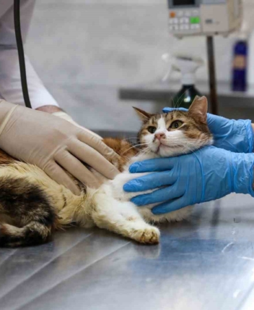 Yaralı kediye Büyükşehir şefkati