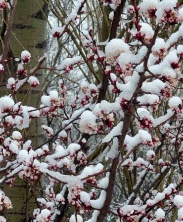 Afyonkarahisar ve Kütahya’da badem ve kayısı çiçekleri karla kaplandı