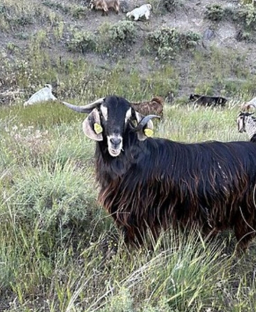 Edirne’de brusella alarmı: Keçiler karantinaya alındı