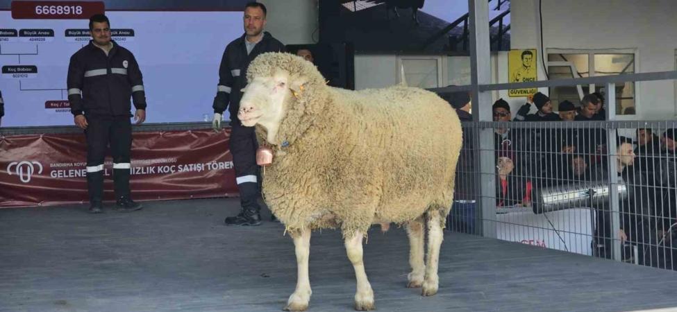 Damızlık koçta rekor, açık artırmada 1 milyonluk satış
