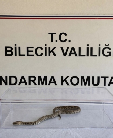 Bilecik’te nesli tükenmekte olan piton yılanı yakalandı