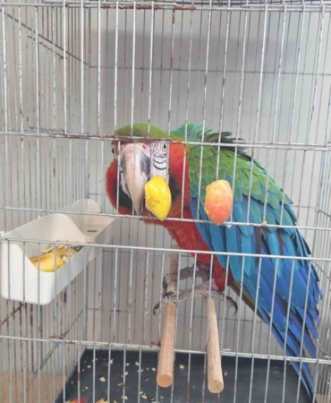 İpsala Sınır Kapısında kaçak papağan girişimi