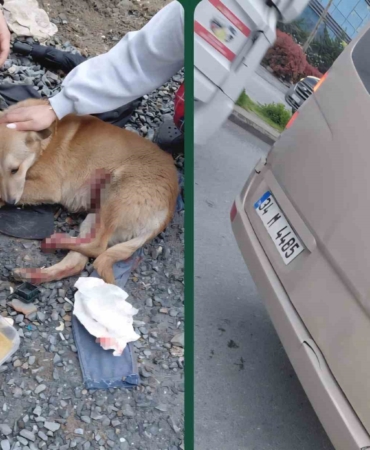 "Köpeğe çarptın" tartışması kamerada