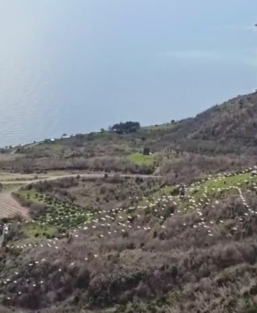 Tekirdağ’da pelikanların senkronize uçuşu görsel şölen sundu