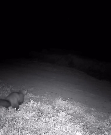 Ganos Dağları’nda fotokapana sansar takıldı