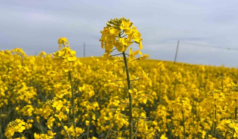 Hayrabolu’da çiçek açan ’Sarı Gelin’, rengiyle büyülüyor