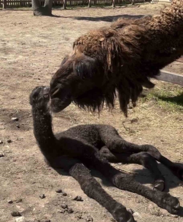 Ormanya’da doğan yavru deve için renkli kutlama