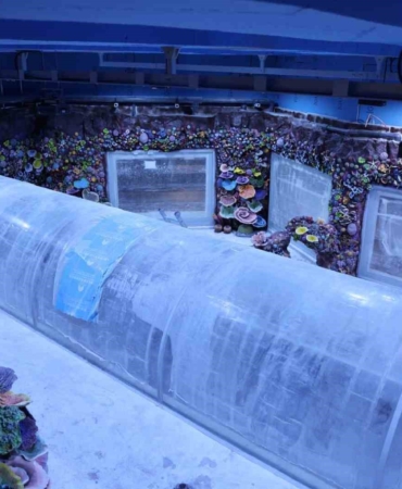 Kocaeli’de su altında dünya turu başlıyor: 30 farklı akvaryumla eşsiz gezi